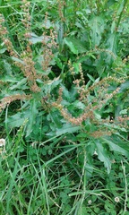 Rumex crispus