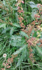 Rumex crispus