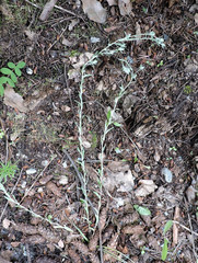 Pseudognaphalium thermale