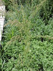 Rumex aquaticus
