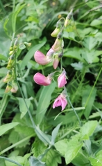 Lathyrus sylvestris
