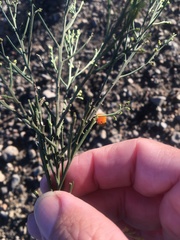 Exocarpos cupressiformis