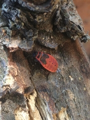 Pyrrhocoris apterus