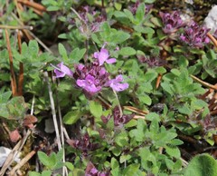 Thymus talijevii paucifolius