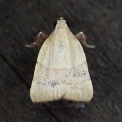 Basacallis tarachodes