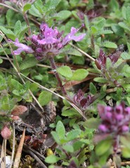Thymus talijevii paucifolius