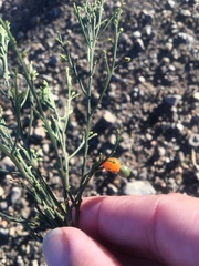 Exocarpos cupressiformis