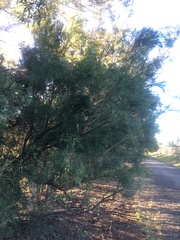 Exocarpos cupressiformis