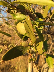 Notothixos cornifolius