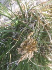 Carex arenaria