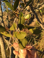 Notothixos cornifolius