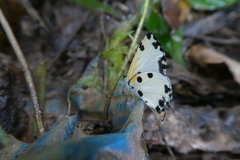 Uranothauma cyara stactalla