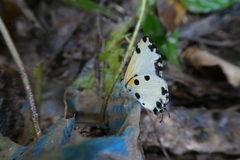 Uranothauma cyara stactalla