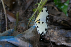Uranothauma cyara stactalla