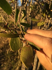 Notothixos cornifolius