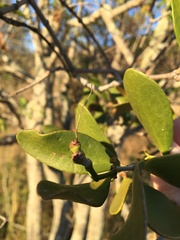 Notothixos cornifolius