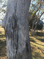 Eucalyptus albens