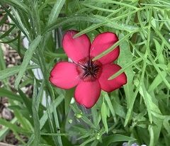 Linum grandiflorum