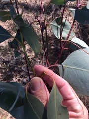 Eucalyptus albens