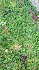 Heuchera hirsutissima