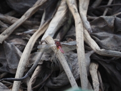 Crocothemis servilia