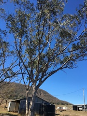 Eucalyptus albens