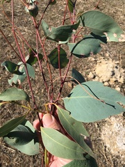Eucalyptus albens
