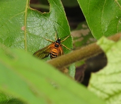 Gymnelia