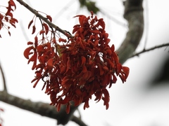 Erythrina ulei
