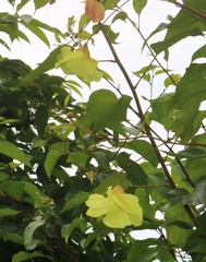 Azanza lampas