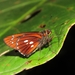 Carystina mielkei - Photo (c) Lepidoptera Colombiana 🇨🇴, algunos derechos reservados (CC BY-NC), subido por Lepidoptera Colombiana 🇨🇴