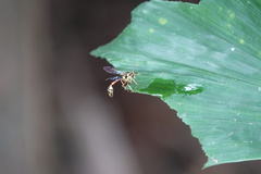 Eustenogaster micans