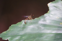 Eustenogaster micans