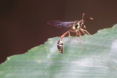 Eustenogaster micans