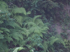 Macrothelypteris