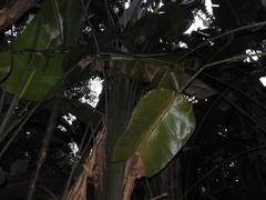 Phenakospermum guyannense