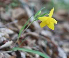 Calochortus amabilis
