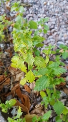 Urtica urens