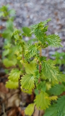 Urtica urens