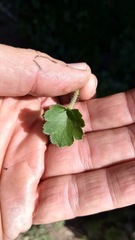Heuchera hirsutissima