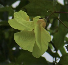 Azanza lampas