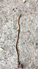 Bipalium pennsylvanicum