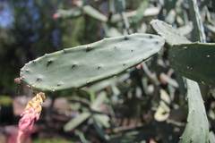 Opuntia auberi