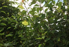 Azanza lampas