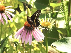 Papilio polyxenes