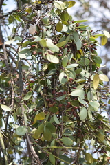 Struthanthus interruptus