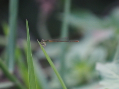 Agriocnemis pygmaea