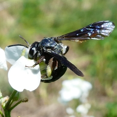 Andrena agilissima