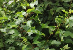 Azanza lampas