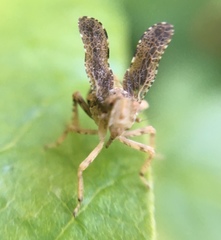 Danepteryx